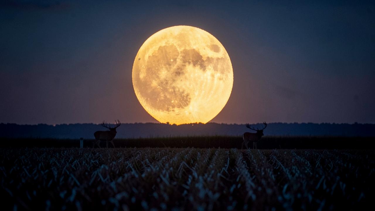 Full moon rising over a harvested field with deer entering at dusk