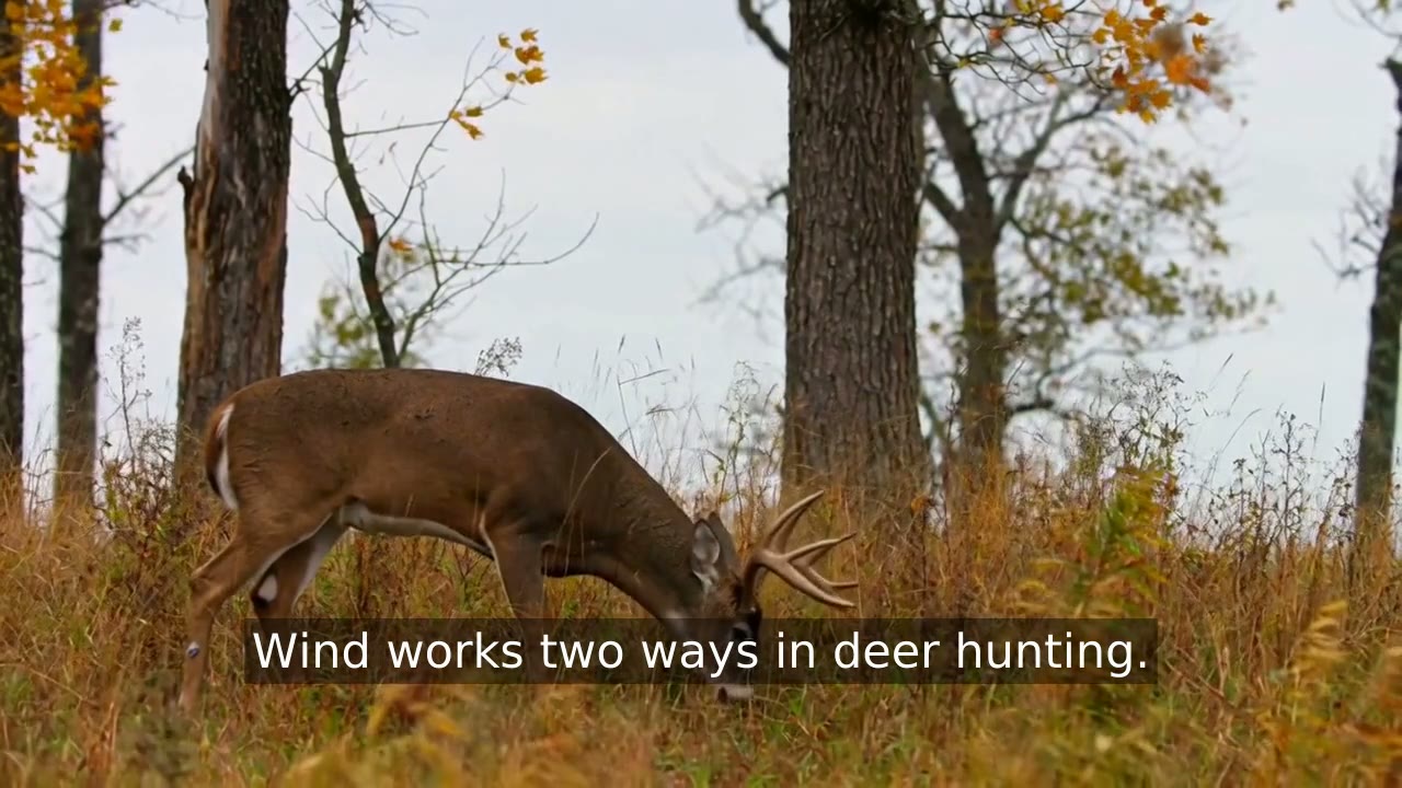 Whitetail deer in windy autumn timber with grass bending in the breeze